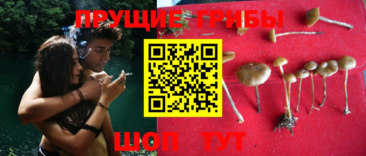 Воркута  Псилоцибиновые грибы Psilocybe  Вход с VPN 